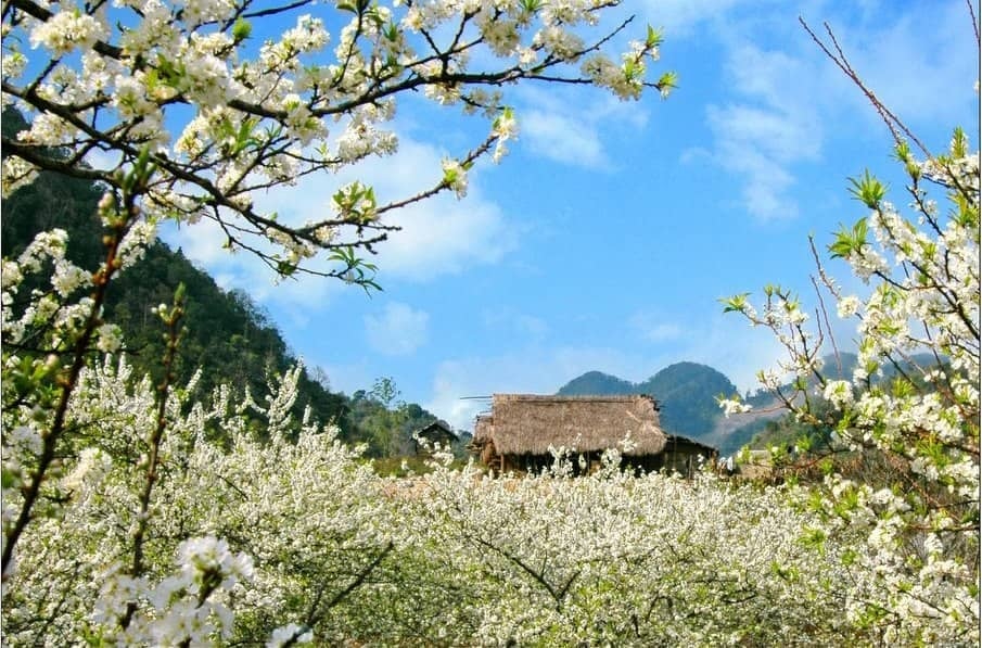 du-lich-mua-hoa-dao-sapa62.jpg