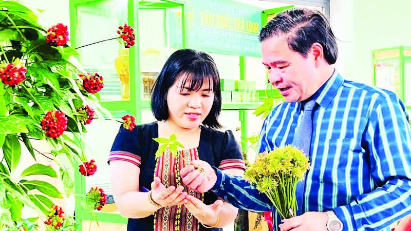 Leaders of Nam Tra My district (Quang Nam) introduce Ngoc Linh ginseng to the people.