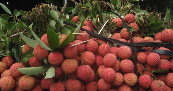 លីឈឺ បញ្ចុះតម្លៃយ៉ាងសន្ធឹកសន្ធាប់ មកត្រឹមតែពីរបីពាន់ដុង/គីឡូក្រាម លក់ជាដុំៗ នារីៗណែនាំគ្នាធ្វើមុខម្ហូបឆ្ងាញ់ៗ និងងាយស្រួលធ្វើ ដើម្បីធ្វើជាអាហារគ្រួសារកាន់តែទាក់ទាញ។