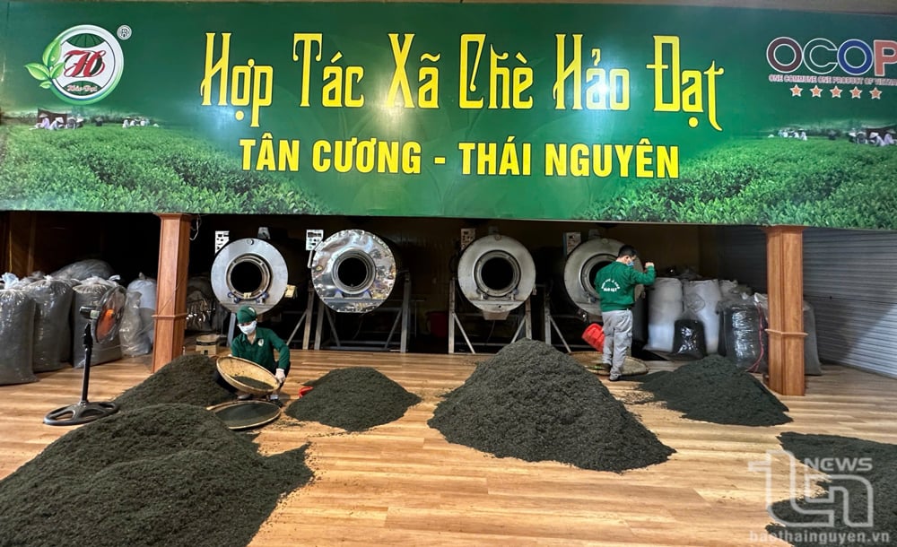 Hợp tác xã chè Hảo Đạt là một trong những đơn vị tích cực ứng dụng khoa học - kỹ thuật vào sản xuất để nâng cao chất lượng sản phẩm.