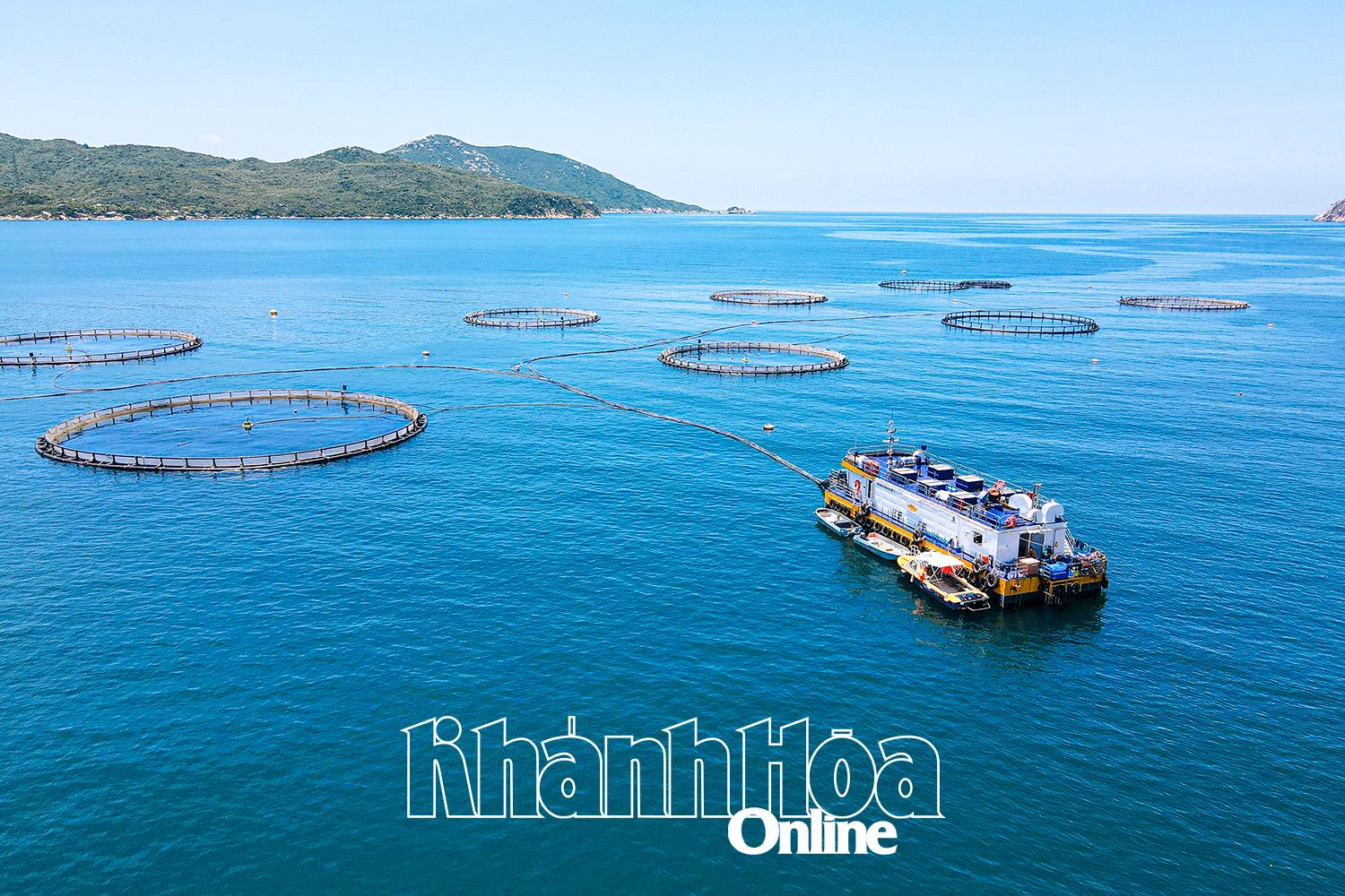 Một góc khu vực nuôi cá chẽm công nghệ cao của Công ty TNHH Thủy sản Australis Việt Nam tại vịnh Vân Phong.