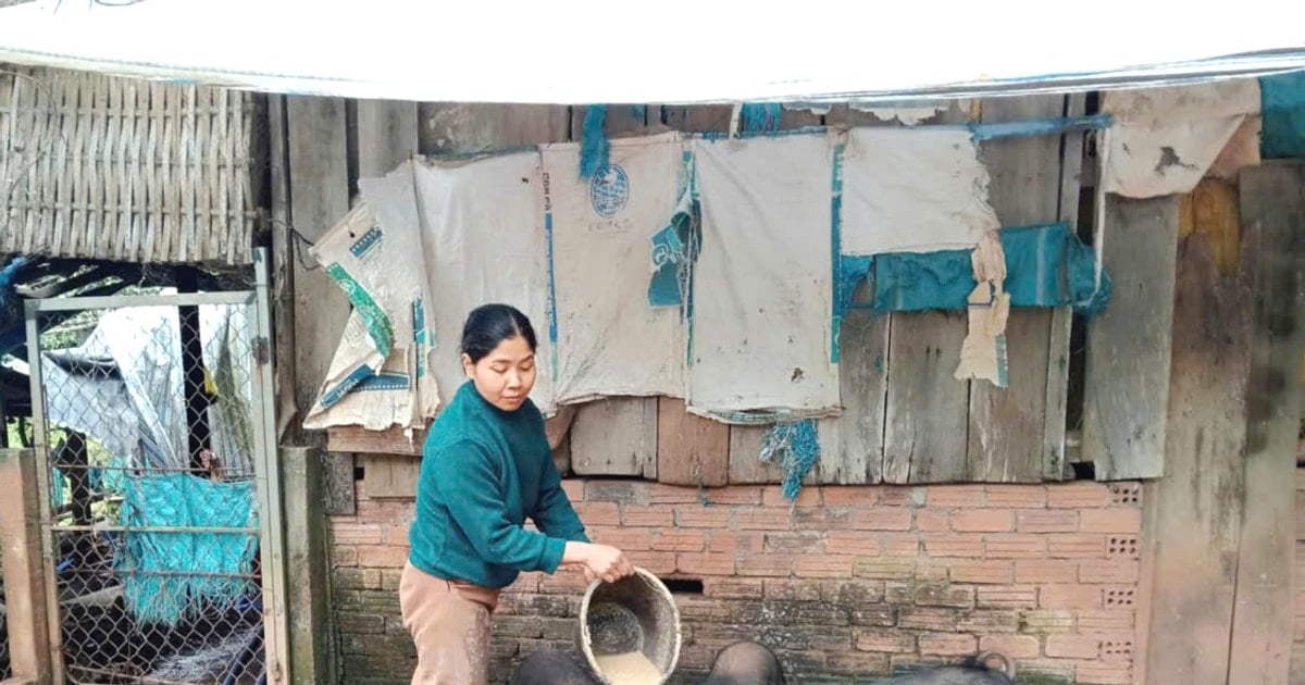 Phụ nữ Đông Giang phát huy vốn tín dụng chính sách