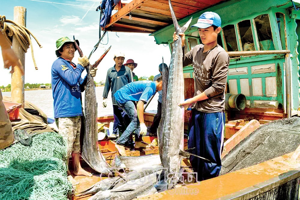Ngư dân Bạc Liêu trúng mùa biển.