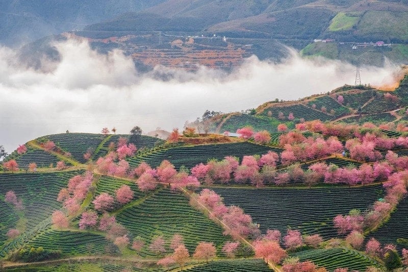 du-lich-sapa-mua-xuan.jpg