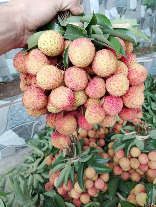 Quả vải giảm giá sâu chỉ còn vài nghìn đồng/kg bán đổ đống, chị em bày nhau làm món ngon dễ làm cho bữa ăn gia đình thêm phần hấp dẫn- Ảnh 2.