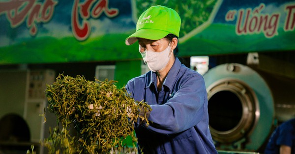 Thai Nguyen: Programa piloto para desarrollar un área de producción de té sostenible en La Bang