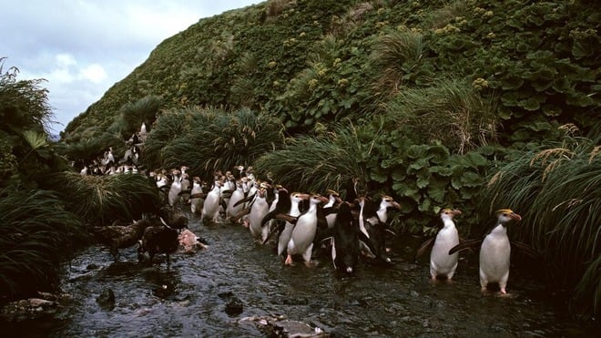 Khám phá Tristan da Cunha - hòn đảo xa xôi nhất thế giới - Ảnh 8.