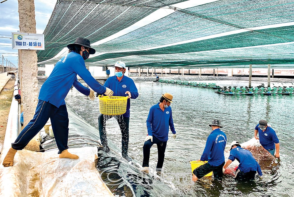 Thu hoạch tôm công nghệ cao tại Tập đoàn  Việt - Úc.