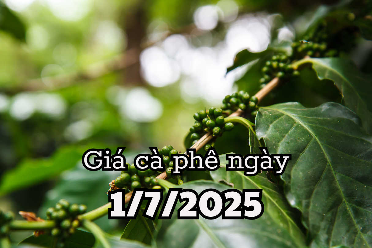 Tin tức, dự báo giá cà phê ngày mai 1 7 2025 tồn kho tăng cao đè nặng giá cà phê