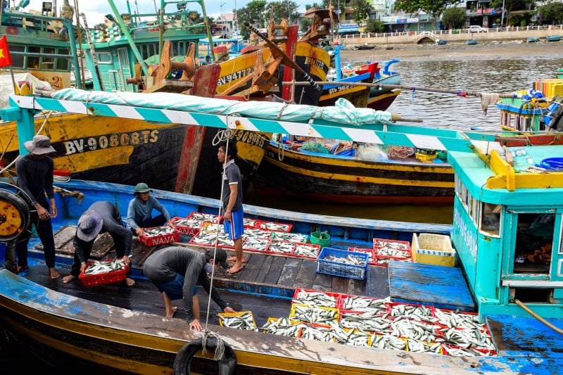 Cảng cá Phan Thiết bắt đầu nhộn nhịp dù chỉ mới đầu vụ cá Nam.