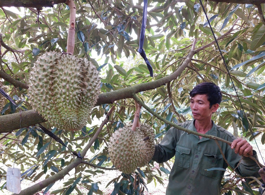 sau-rieng-la-cay-trong-chu-luc-tai-cac-xa.jpg