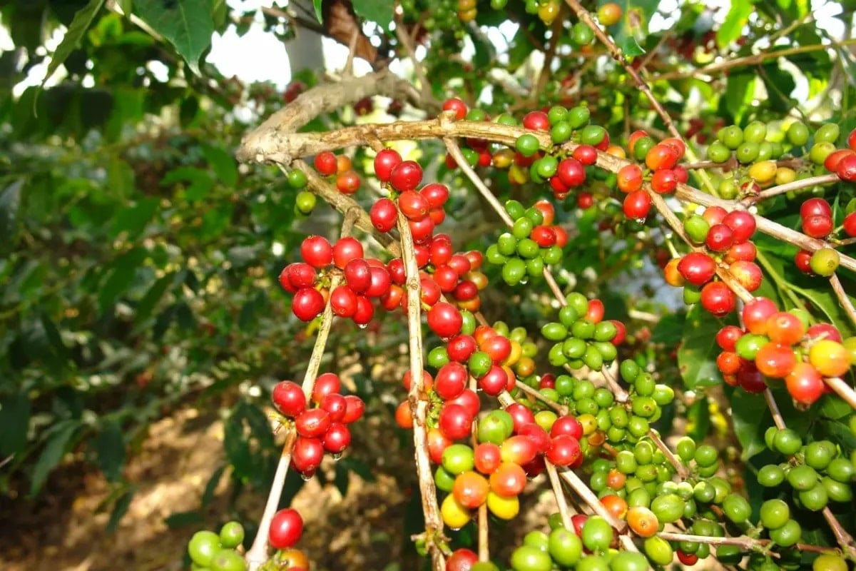 Giá cà phê hôm nay 10/7/2025: Tăng nhẹ hàng loạt