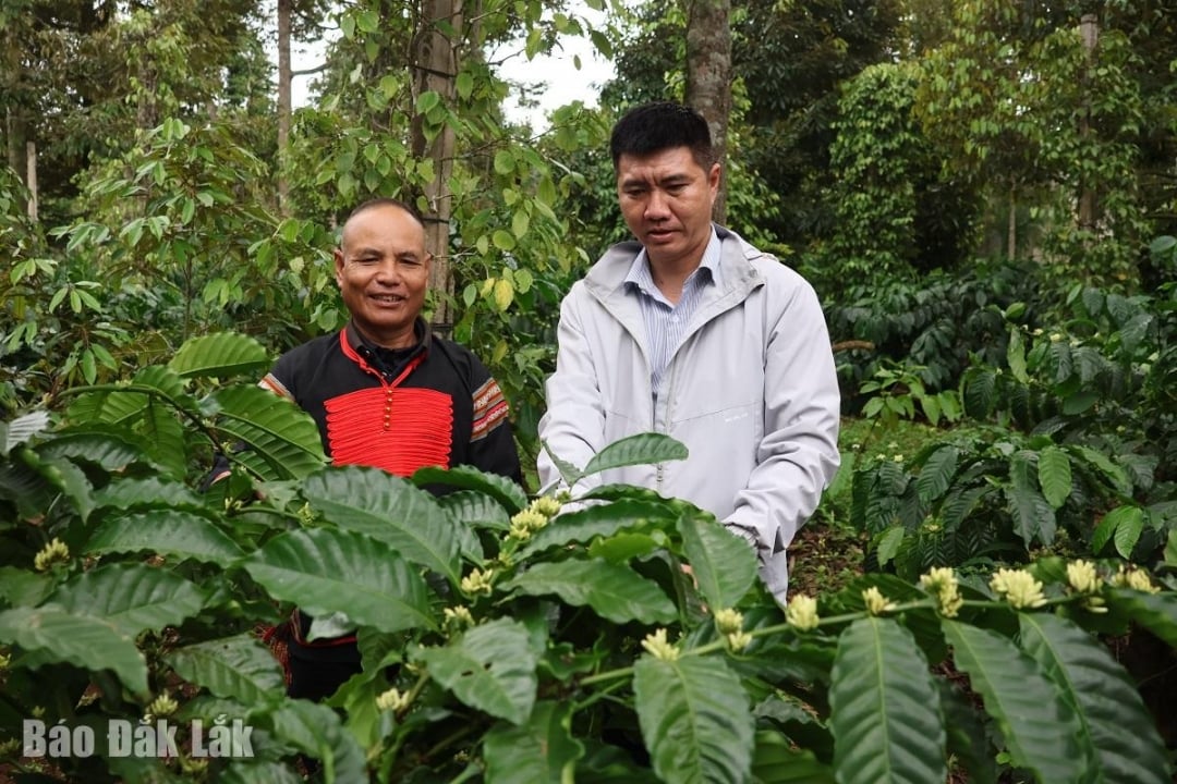 Vườn cà phê xen canh theo hướng hữu cơ, thích ứng với biến đổi khí hậu của nông dân phường Tân An.