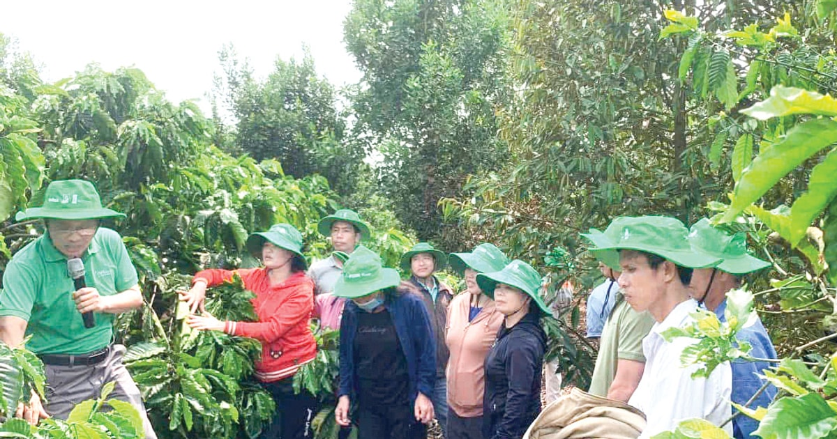 Sustainable coffee production combines conservation and social security