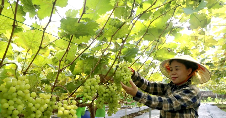 Phát triển nông nghiệp sạch và bền vững ở Cự Đồng