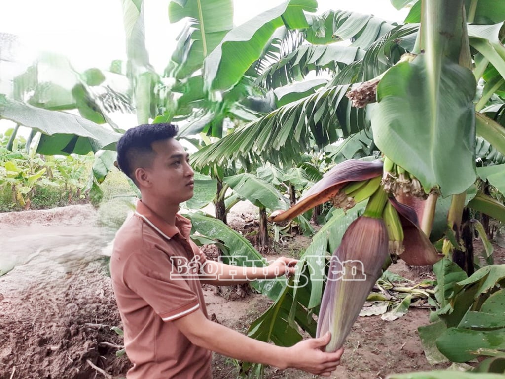 Chăm sóc chuối tại vùng được cấp mã số vùng trồng chuối xuất khẩu
