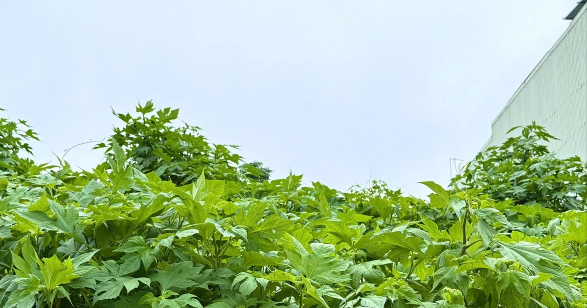 Green wild sunflower season