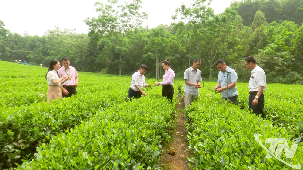Cán bộ Ngân hàng Chính sách xã hội kiểm tra hiệu quả sử dụng vốn tín dụng trong sản xuất chè tại xã Đồng Hỷ.