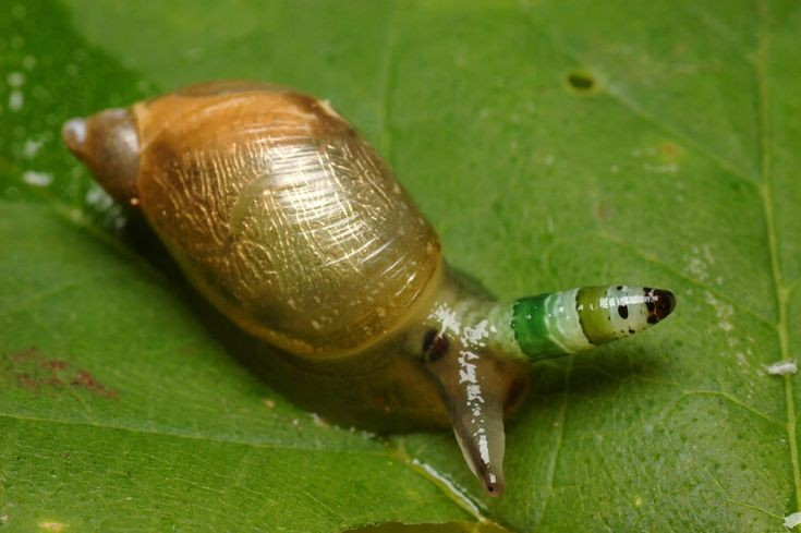 3. Sán dải Leucochloridium paradoxum biến ốc sên thành &quot;đèn hiệu sống&quot;. Chúng xâm nhập vào xúc tu mắt của ốc, làm chúng phồng to và đổi màu liên tục để dụ chim ăn – giúp sán quay lại vật chủ chính là chim. Ảnh: Pinterest.