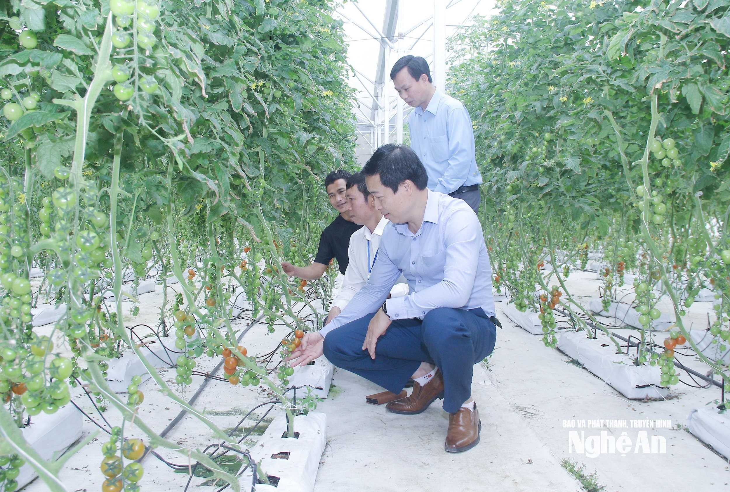  Mô hình nông nghiệp cao tại xã Đông Hiếu