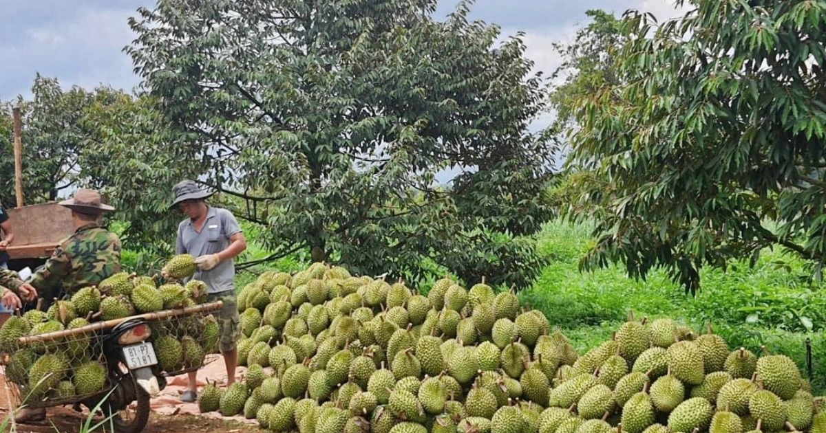 Gia Lai: “Hành động tập thể” đưa sầu riêng vươn ra thế giới