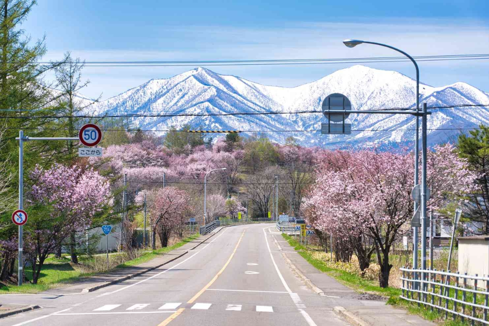 Top 8 địa điểm du lịch Hokkaido lễ 30/4: Thiên đường hoa anh đào nở muộn