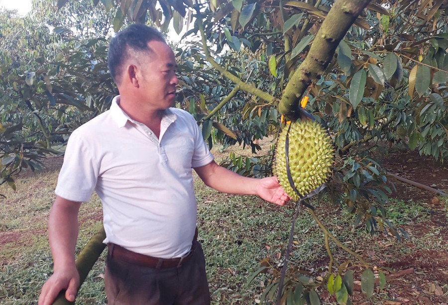 giam-doc-htx-dich-vu-nong-nghiep-nghia-hoa-nguyen-the-minh-ben-vuon-sau-rieng.jpg