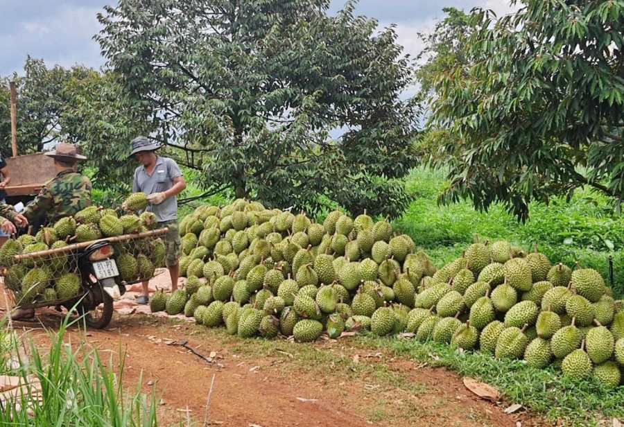 nguoi-dan-xa-duc-co-thu-hoach-sau-rieng.jpg