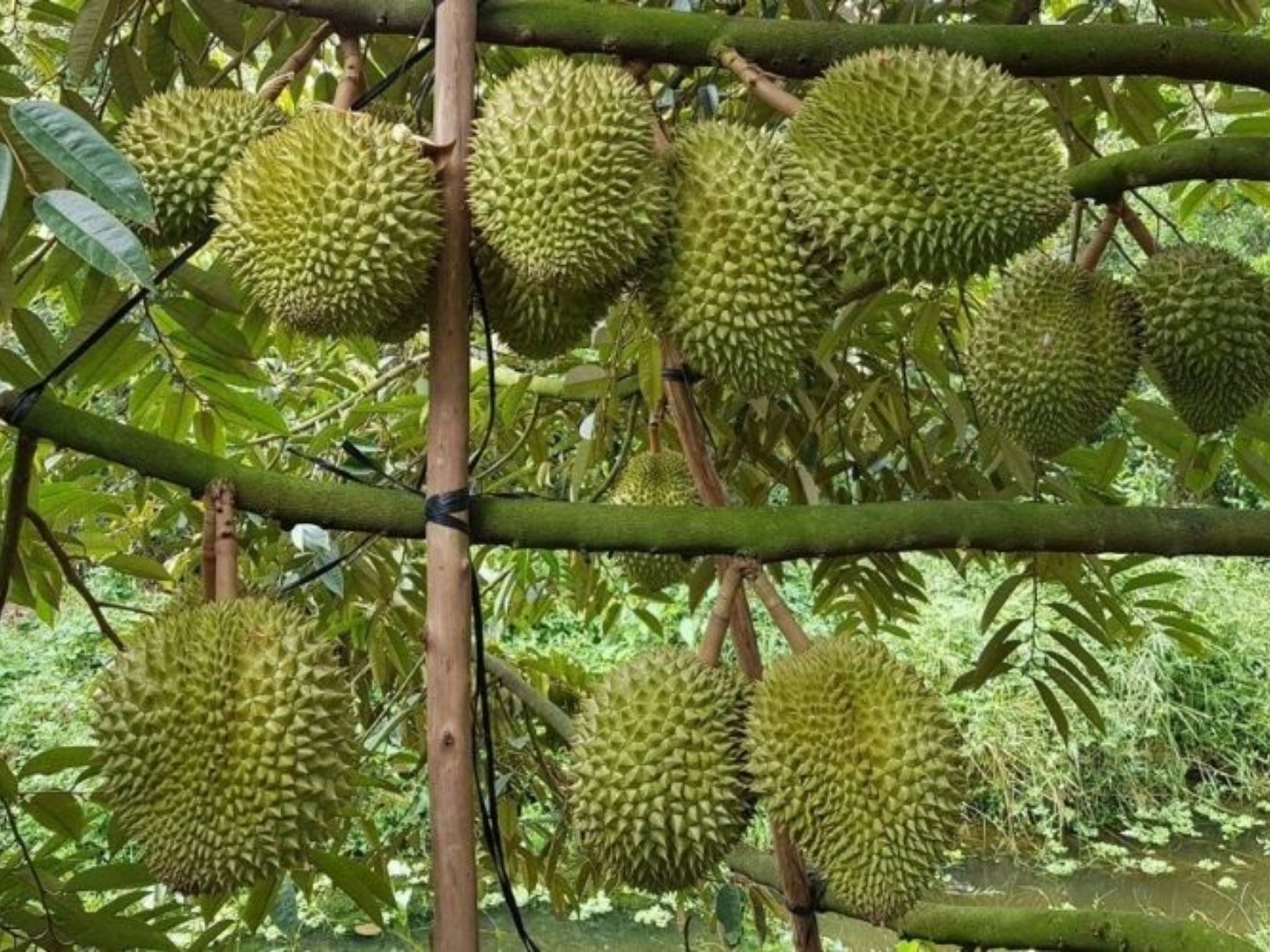Giá sầu riêng hôm nay 10 7 2025 Ri6 có thêm đáy mới, sầu Thái Tây Nguyên khó đoán