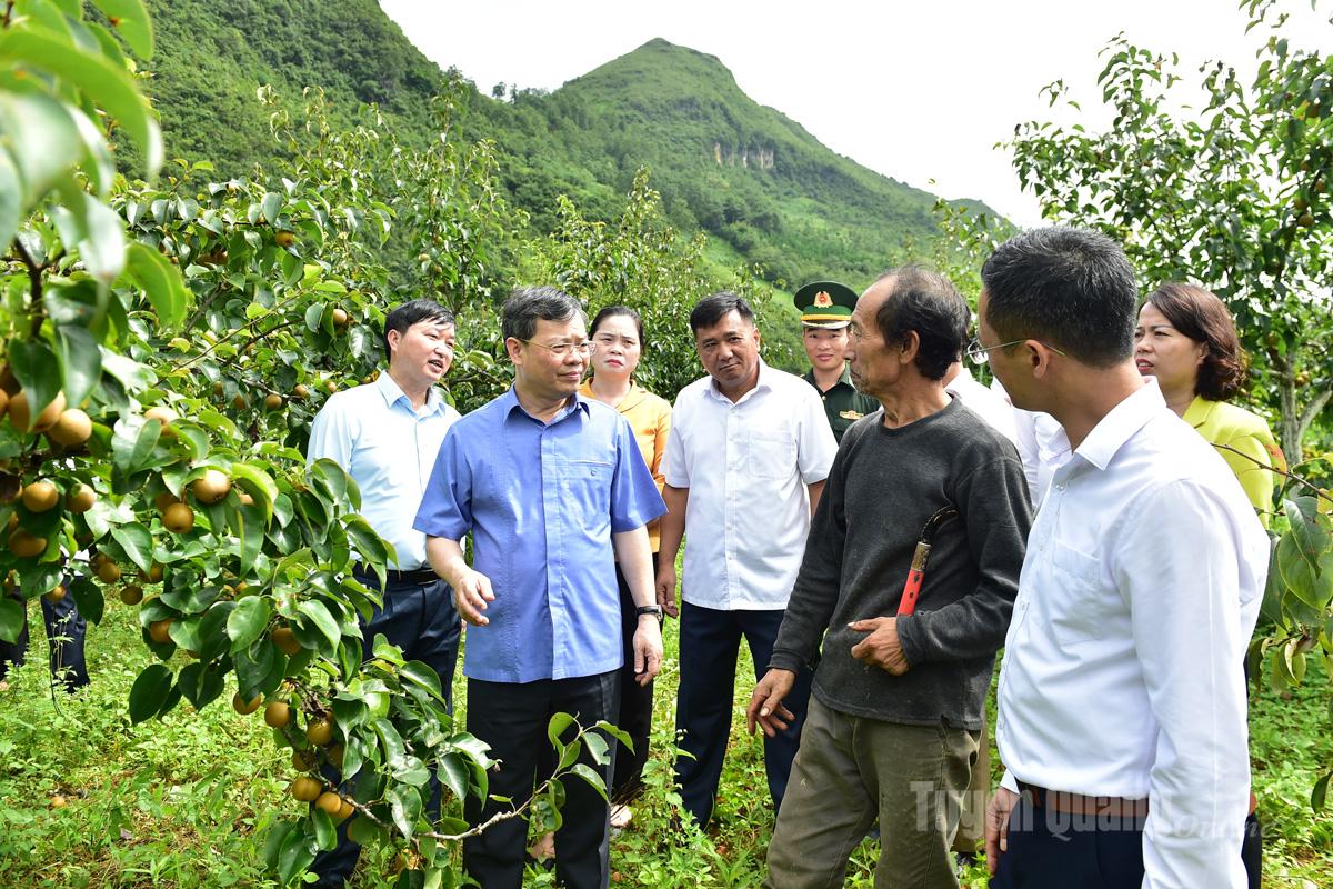 Đoàn công tác khảo sát mô hình trồng lê của gia đình ông Giàng Chử Lù, khu 2, xã Phố Bảng.