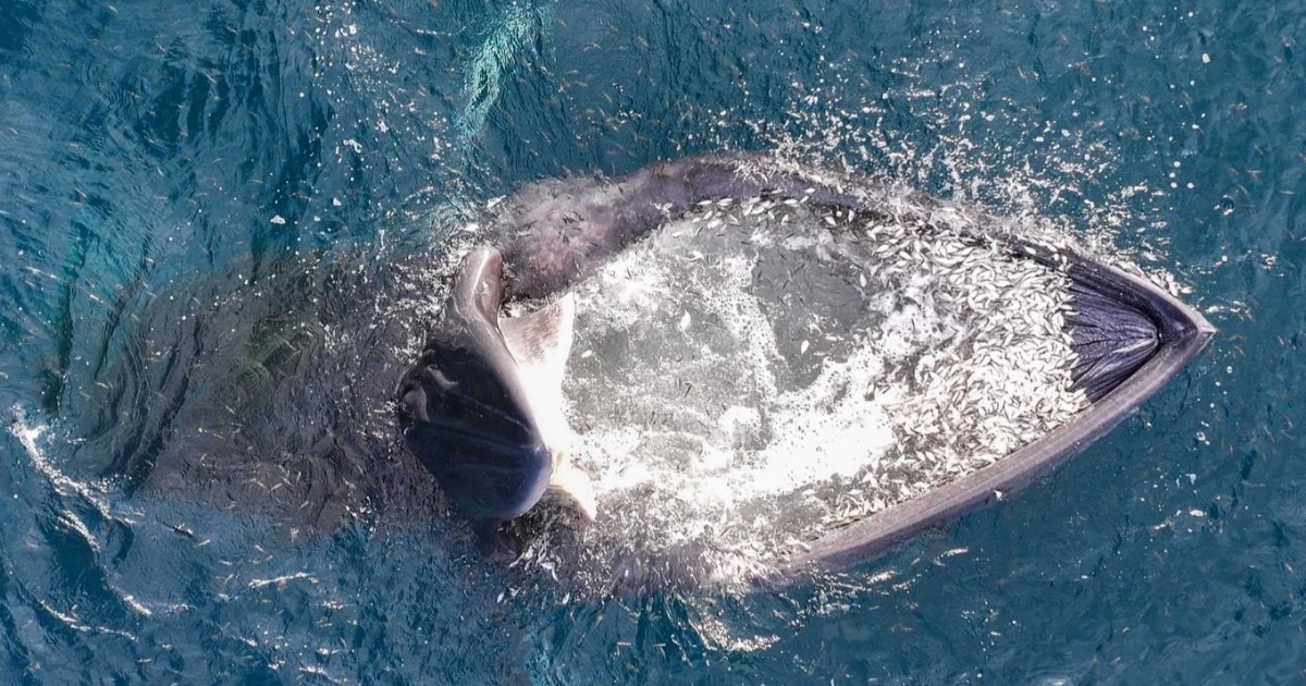 Whales appear in Gia Lai, seasonal return or pre-settlement?