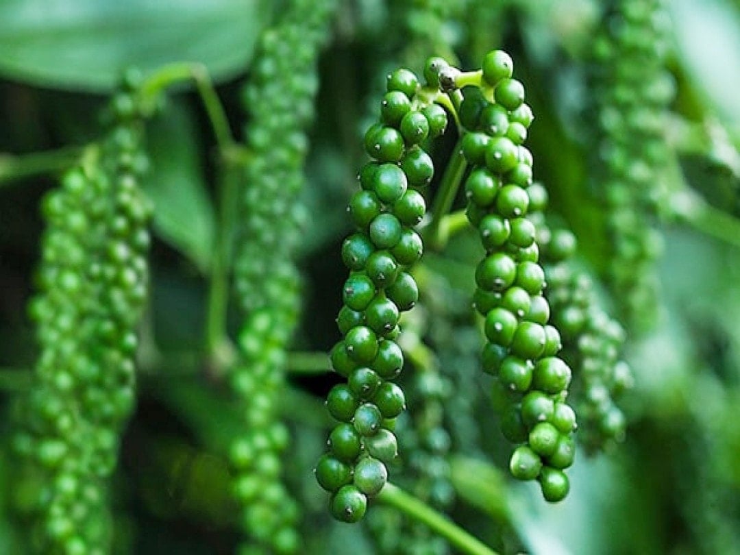 Giá tiêu hôm nay 10/7/2025: Giữ giá không đổi