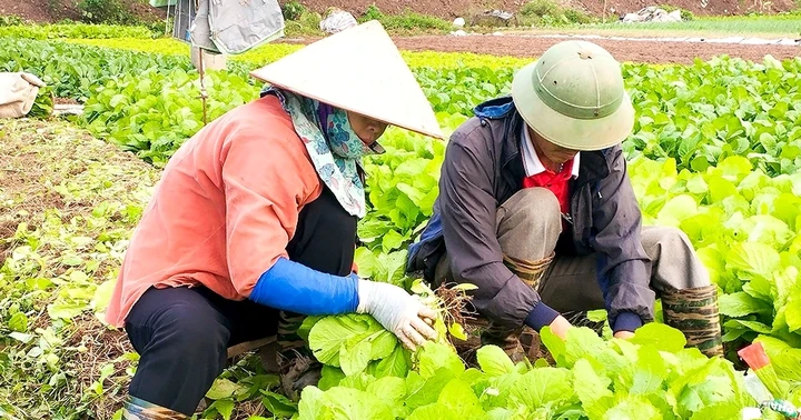 Ứng phó với khó khăn trong sản xuất vụ Mùa