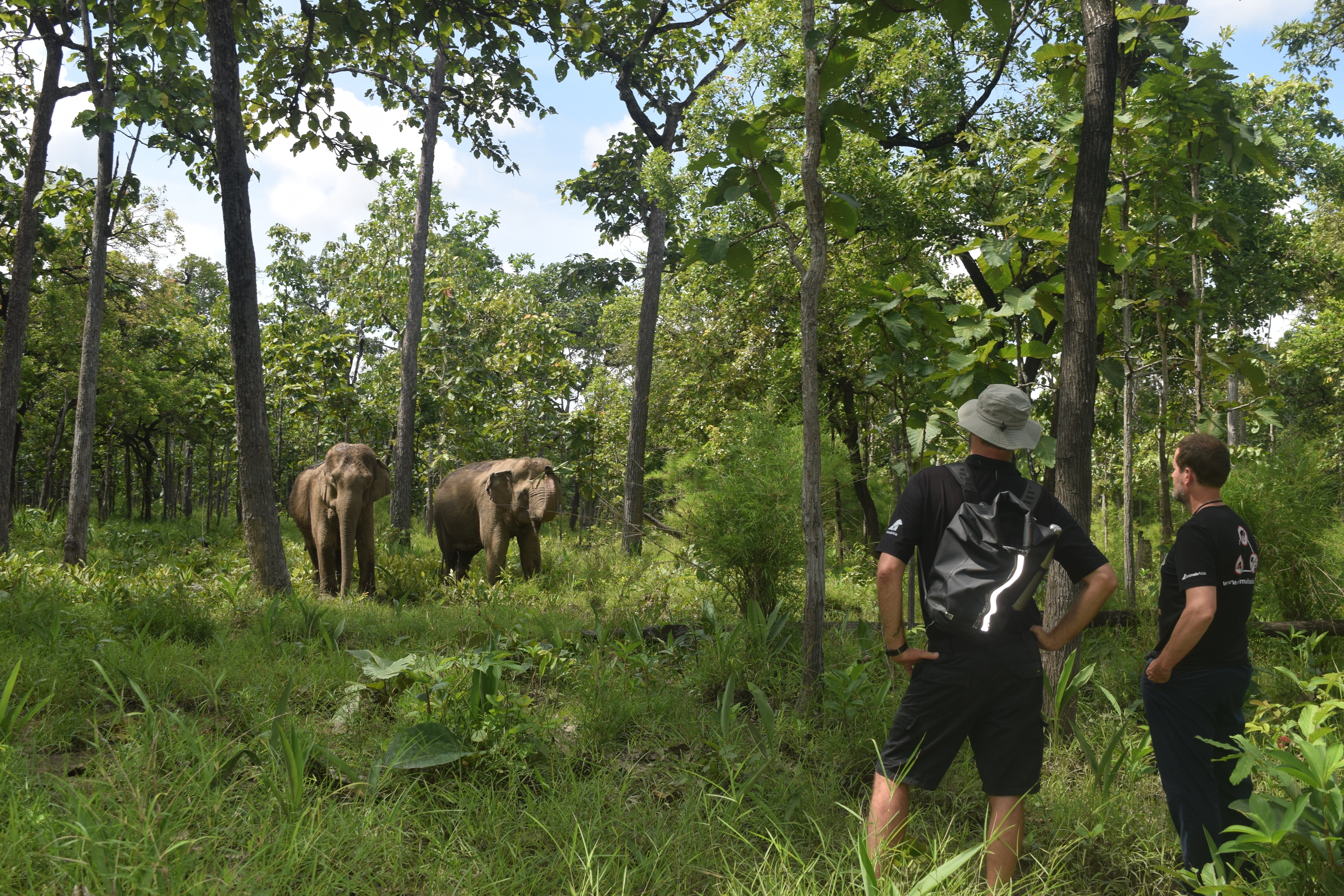 Enjoy a day exploring the forest in search of the elephants who now freely roam in the national park. The Yok Don elephants used to give rides to tourists, but now their welfare comes first – let them show you how elephants really behave in their own environment. During the trek, your guide will share their knowledge of the national park and point out some of the other animals that share the forest with the elephants. 