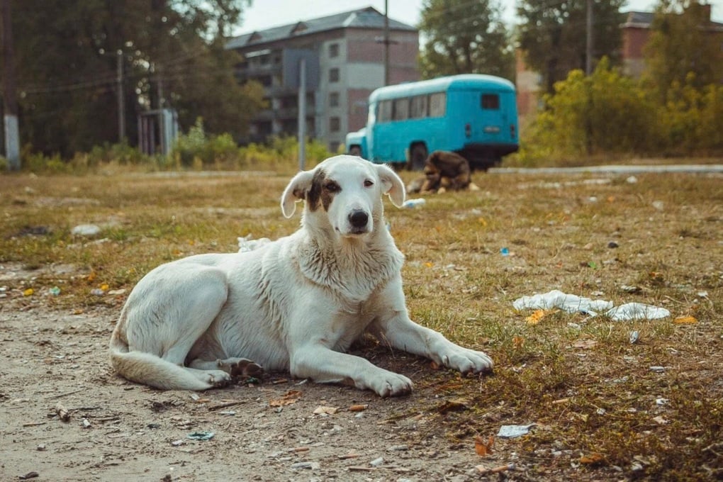 Chó hoang tiến hóa ở Chernobyl: Vì sao vẫn sống sót nơi vùng đất chết? - 3