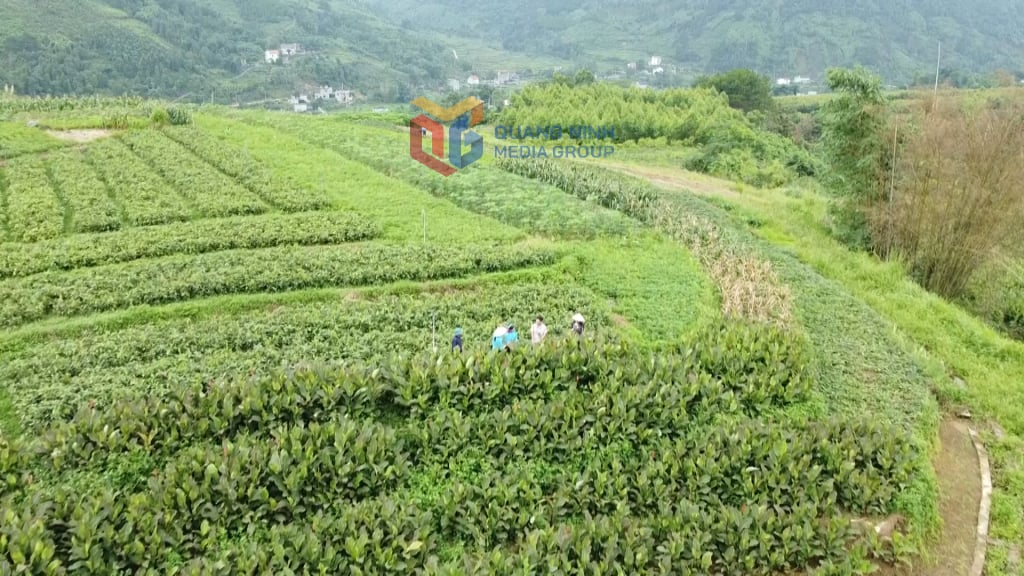 Toàn tỉnh hiện có 67 mã vùng trồng được cấp và duy trì đến thời điểm hiện nay.