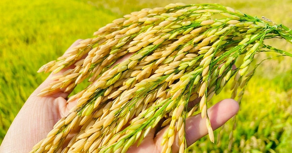 Giá lúa gạo hôm nay 23/7: Gạo nguyên liệu và xuất khẩu cùng tăng nhẹ