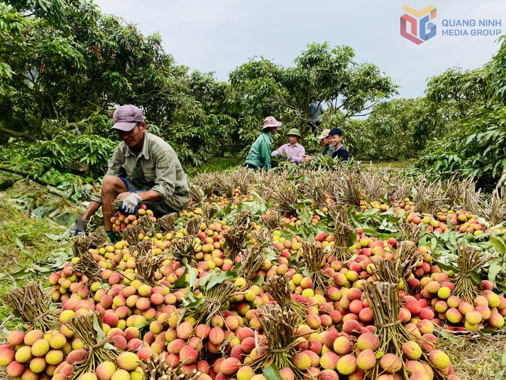 Vùng trồng vải chín sớm Phương Nam thắng lợi về giá bán, nông dân phấn khởi thu hoạch.