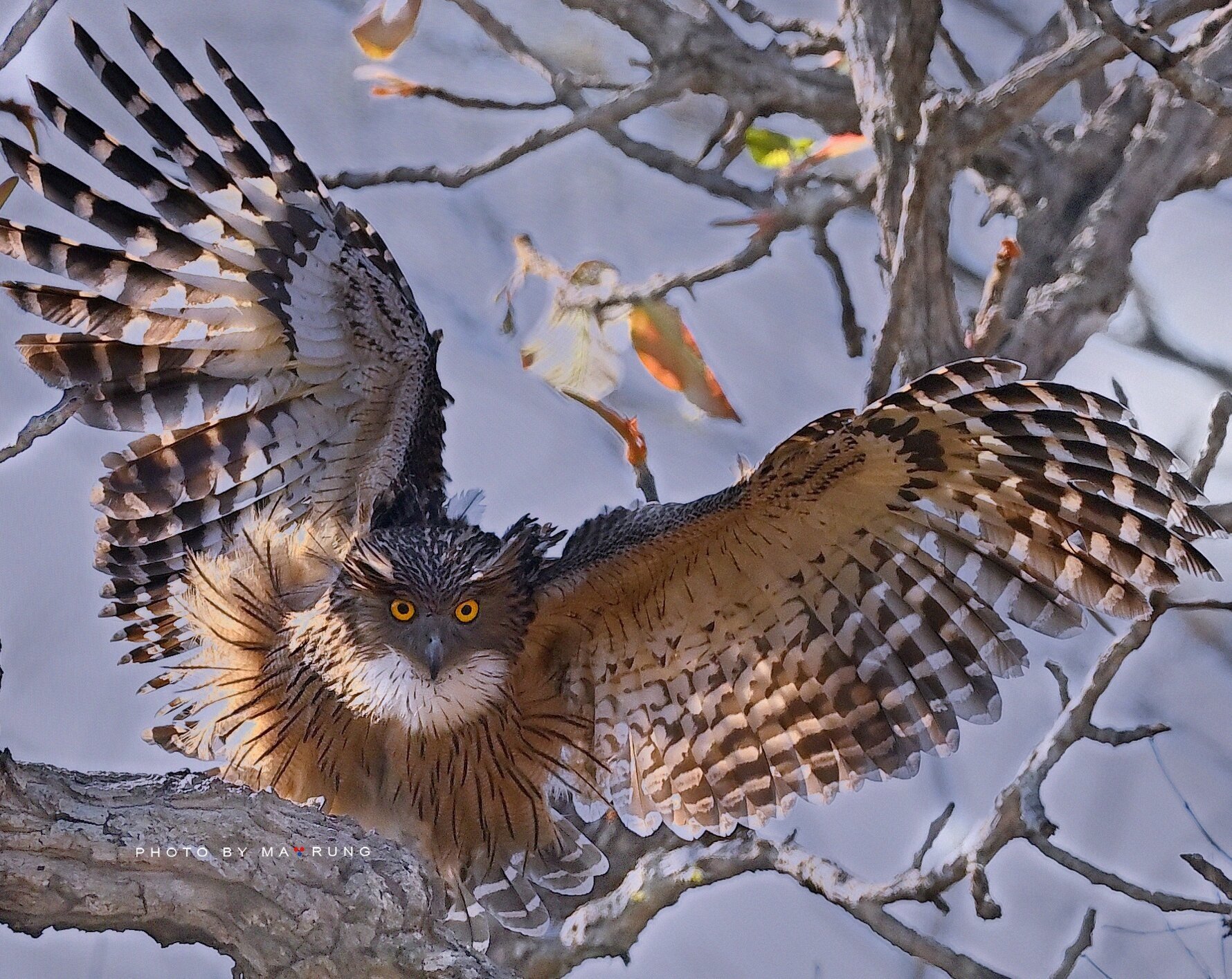 The bird watching program at Yok Don National Park is very interesting and attractive to visitors. You can observe and take pictures of many types of birds at the park. The best time to do it is from January to May every year. Because the trees change leaves at this time, observing and taking photos of birds is ideal.