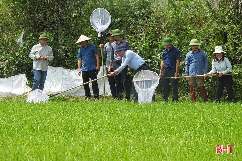 Chi cục Trồng trọt và Chăn nuôi (Sở NN&amp;MT tỉnh Hà Tĩnh) phối hợp với Trung tâm Trồng trọt và Bảo vệ thực vật vùng khu IV (Cục Trồng trọt và Bảo vệ thực vật) trực tiếp về địa phương kiểm tra thực tế và hướng dẫn biện pháp ứng phó.