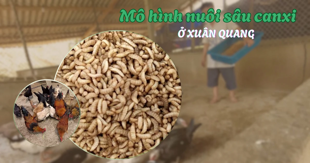 Mô hình nuôi sâu canxi ở Xuân Quang