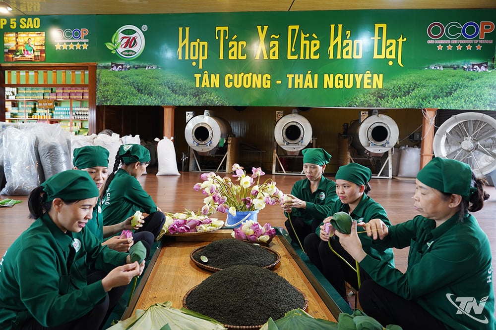 Chế biến chè sen tại HTX chè Hảo Đạt.