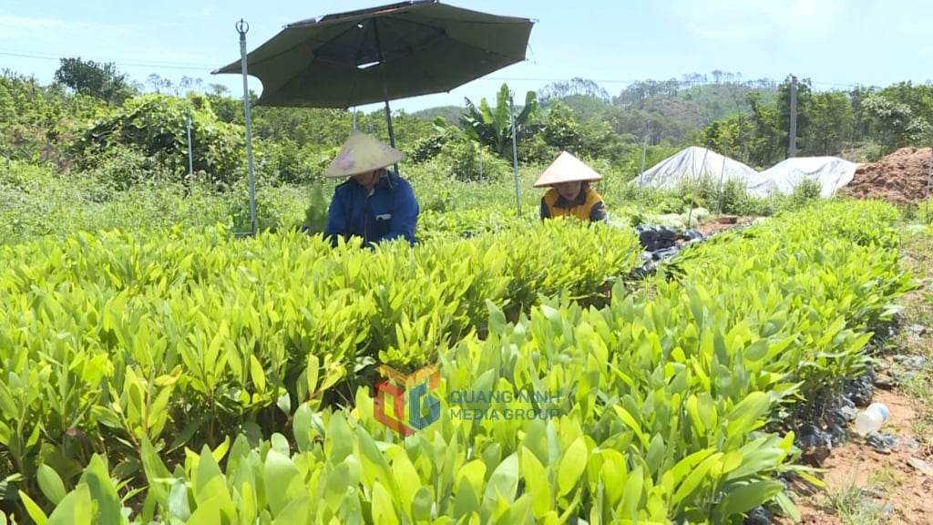 Công ty TNHH MTV Lâm nghiệp Vân Đồn chủ động nguồn giống lâm nghiệp phục vụ trồng rừng năm nay.