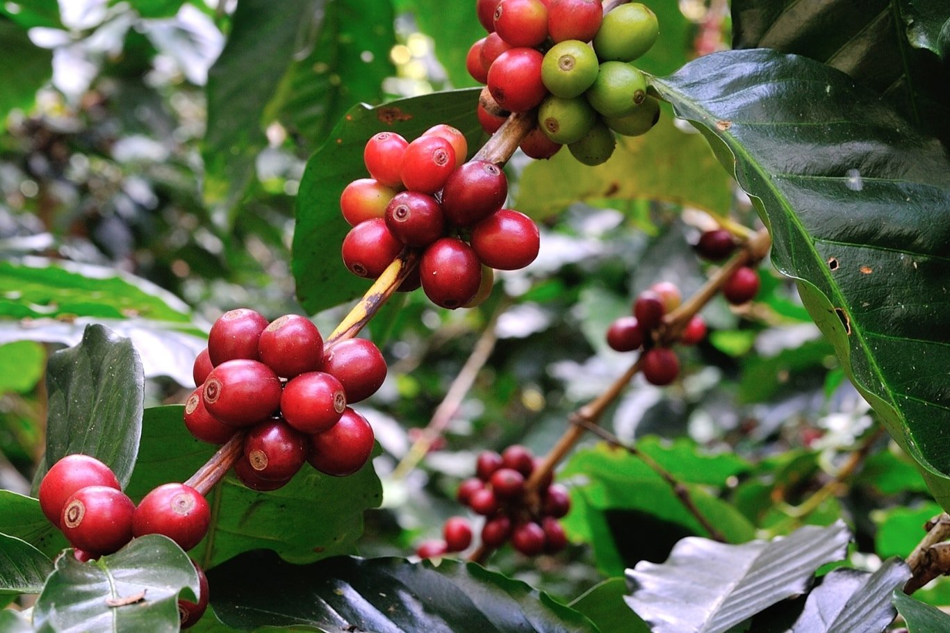 Dự báo giá cà phê ngày mai 12 7 2025 Giá có thể tăng 100 – 200 đồng kg