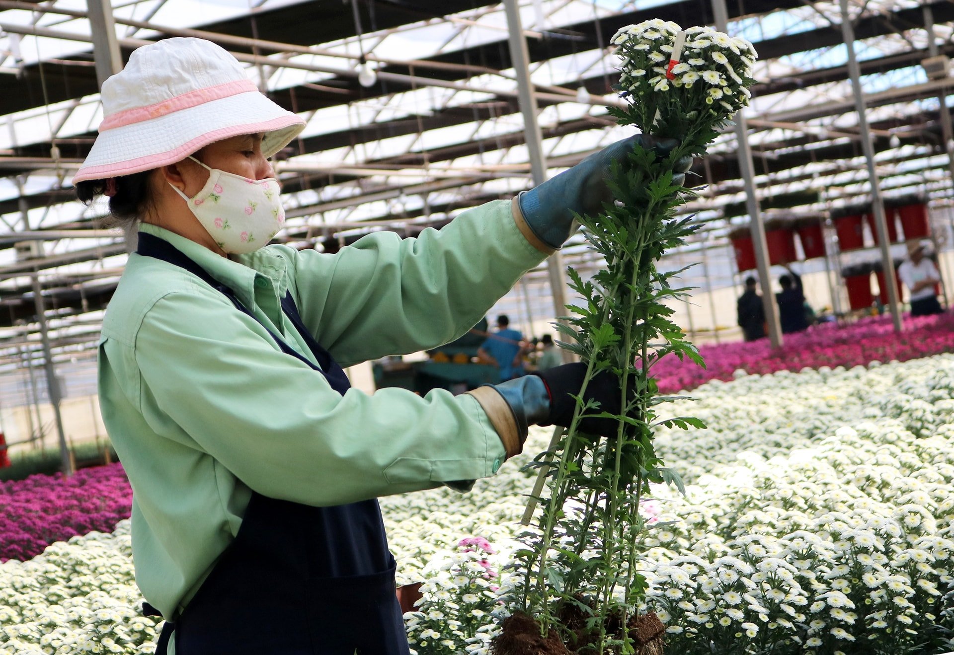 រូបថតទី 1 Hasfarm ស្តារសកម្មភាពនាំចេញផ្កា