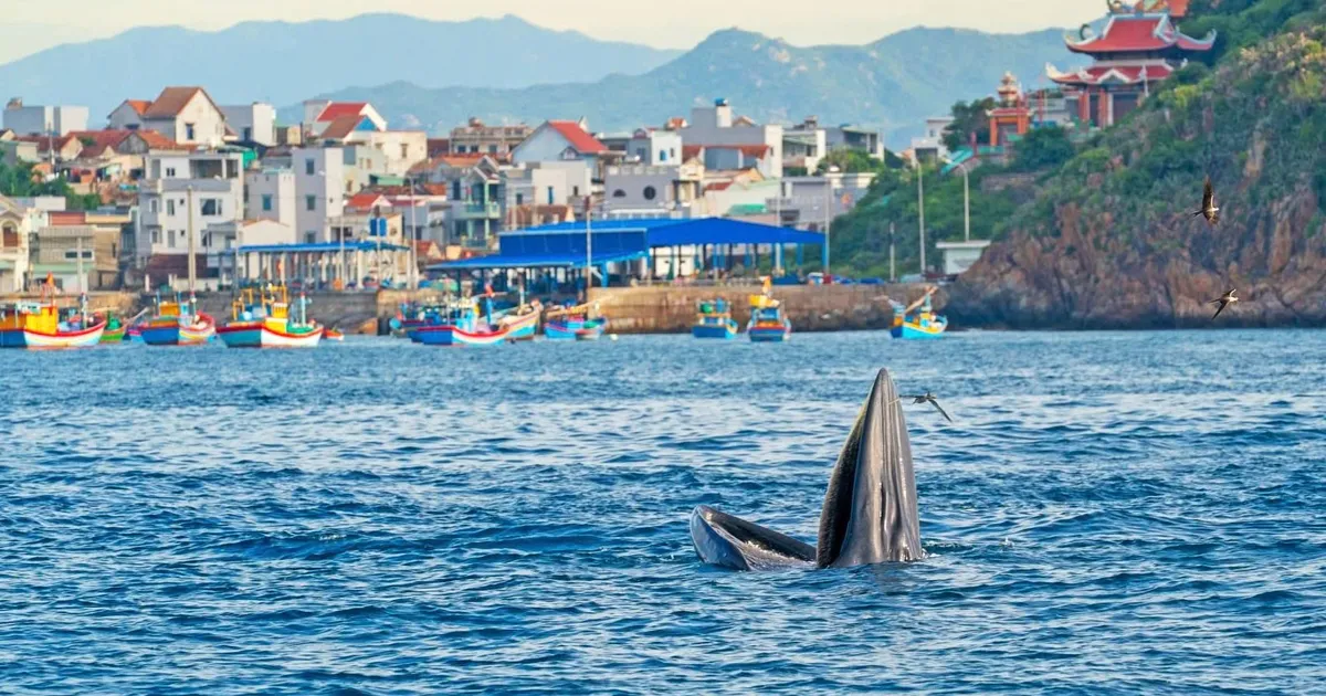 Let the whales still return to the sea