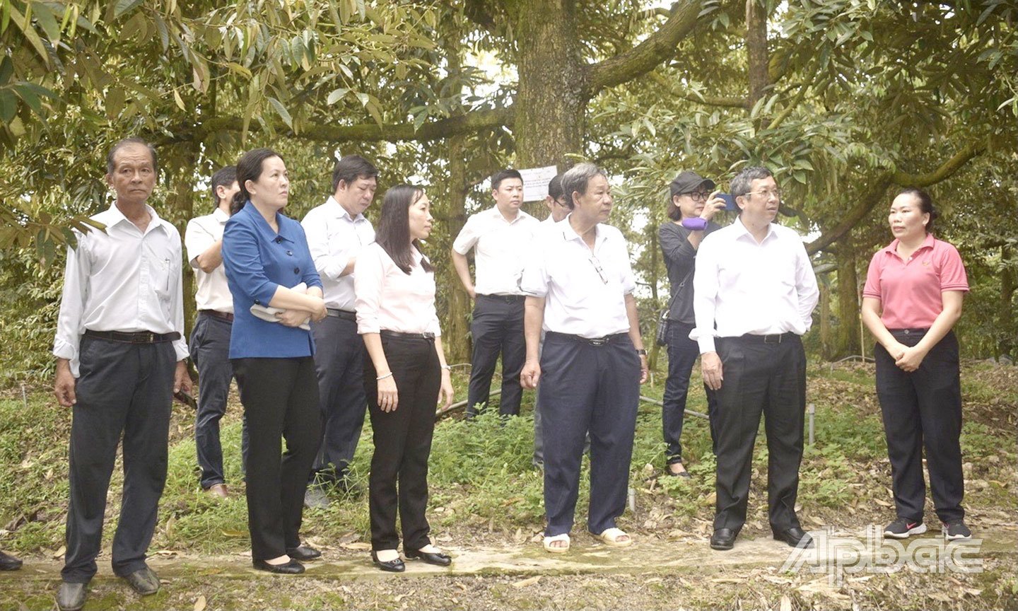 Thứ trưởng Bộ Nông nghiệp và Môi trường Hoàng Trung khảo sát mô hình phân giải Cadimi  trên cây sầu riêng tại huyện Cái Bè và huyện Cai Lậy, tỉnh Tiền Giang trước đây. Ảnh: N.N.T cung cấp
