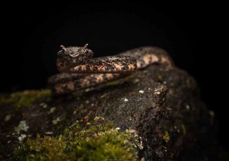5. Hoạt động chủ yếu vào ban đêm và sống trên cây. Là loài sống trên cây (arboreal) và có tập tính ẩn dật, rắn lục sừng thường săn mồi vào ban đêm như ếch, thằn lằn hoặc chim non. Ảnh: iNaturalist.