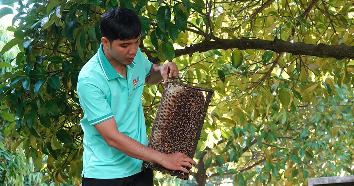 យុវជន Can Tho ចាប់ផ្តើមអាជីវកម្មពីការចិញ្ចឹមឃ្មុំ