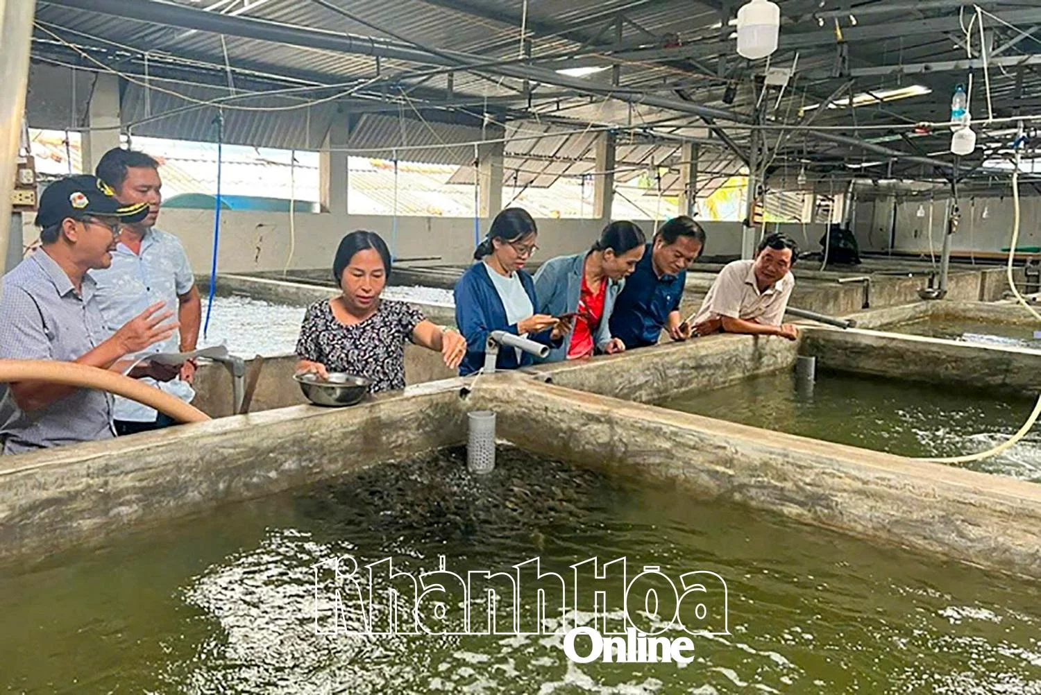 Sản xuất cá mú Trân Châu giống trong bể xi măng tại Công ty TNHH Đầu tư Thủy sản Khánh Hòa.